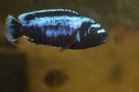 /album/fotogaljerjeja/mzobo-magunga-samets-jpg/